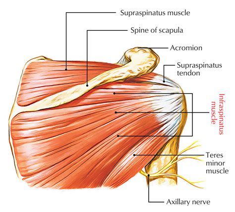Infraspinatus insertion and origin - The footprint of the infraspinatus was trapezoidal in shape, with an average maximum medial-to-lateral length of 10.2 mm and an average maximum anteroposterior width of 32.7 mm.